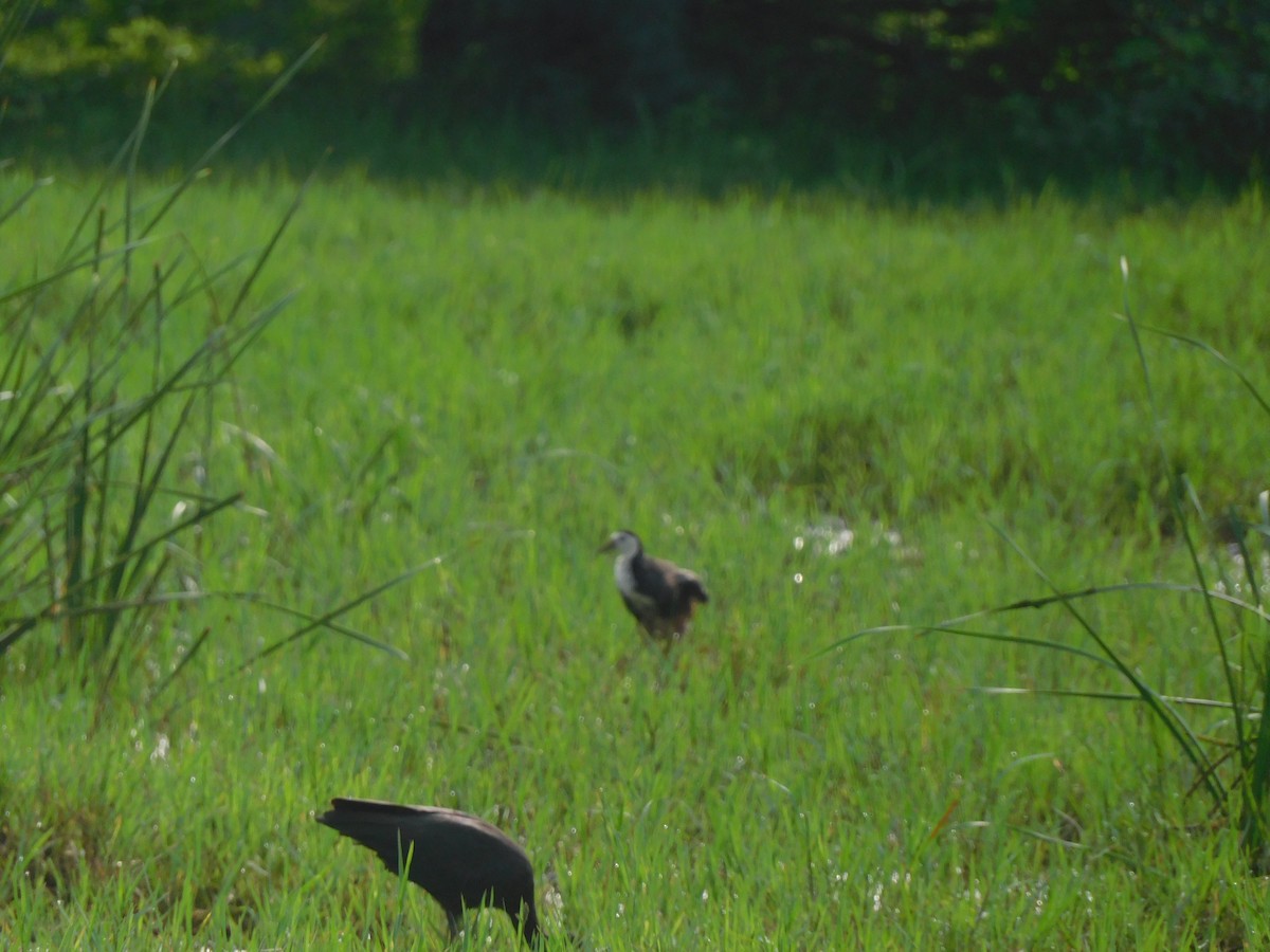 White-breasted Waterhen - ML641286005