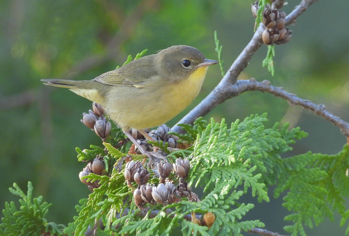 Common Yellowthroat - ML641286008