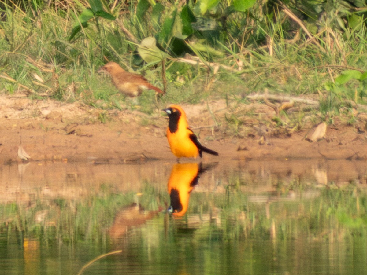 Orange-backed Troupial - ML641286010