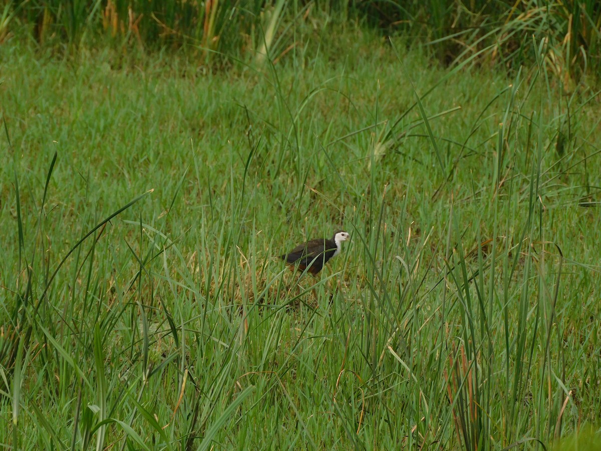 White-breasted Waterhen - ML641286012