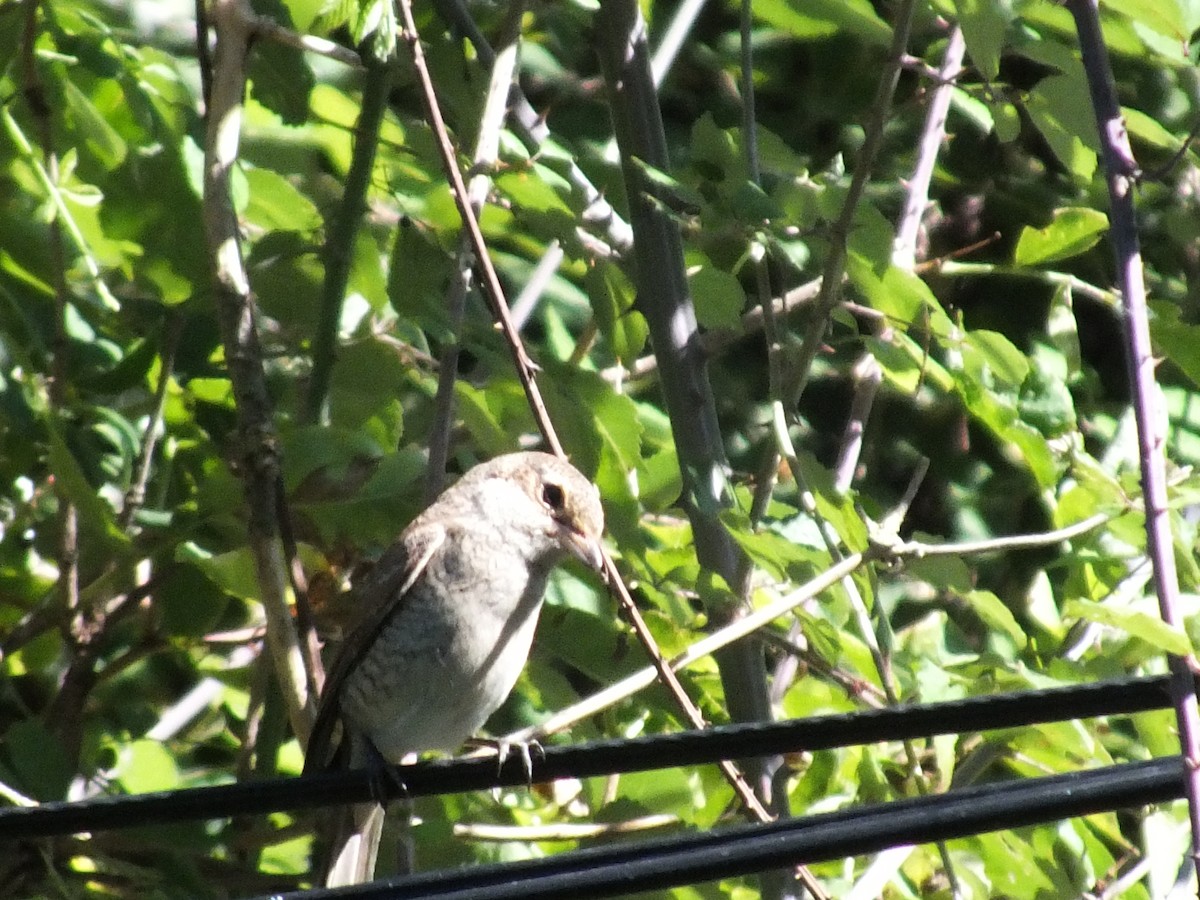 セアカモズ - ML641286017