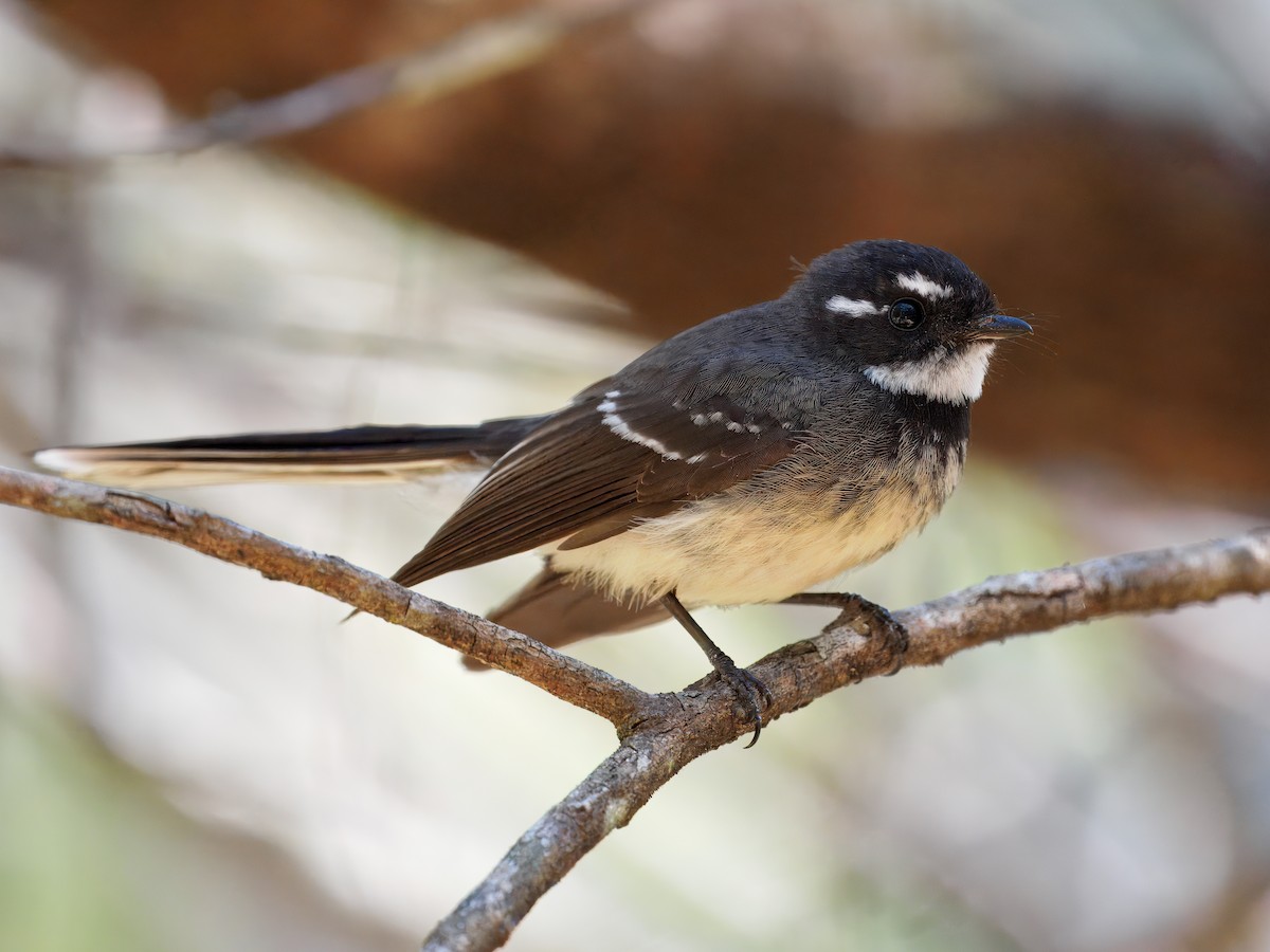 Gray Fantail - ML641286050