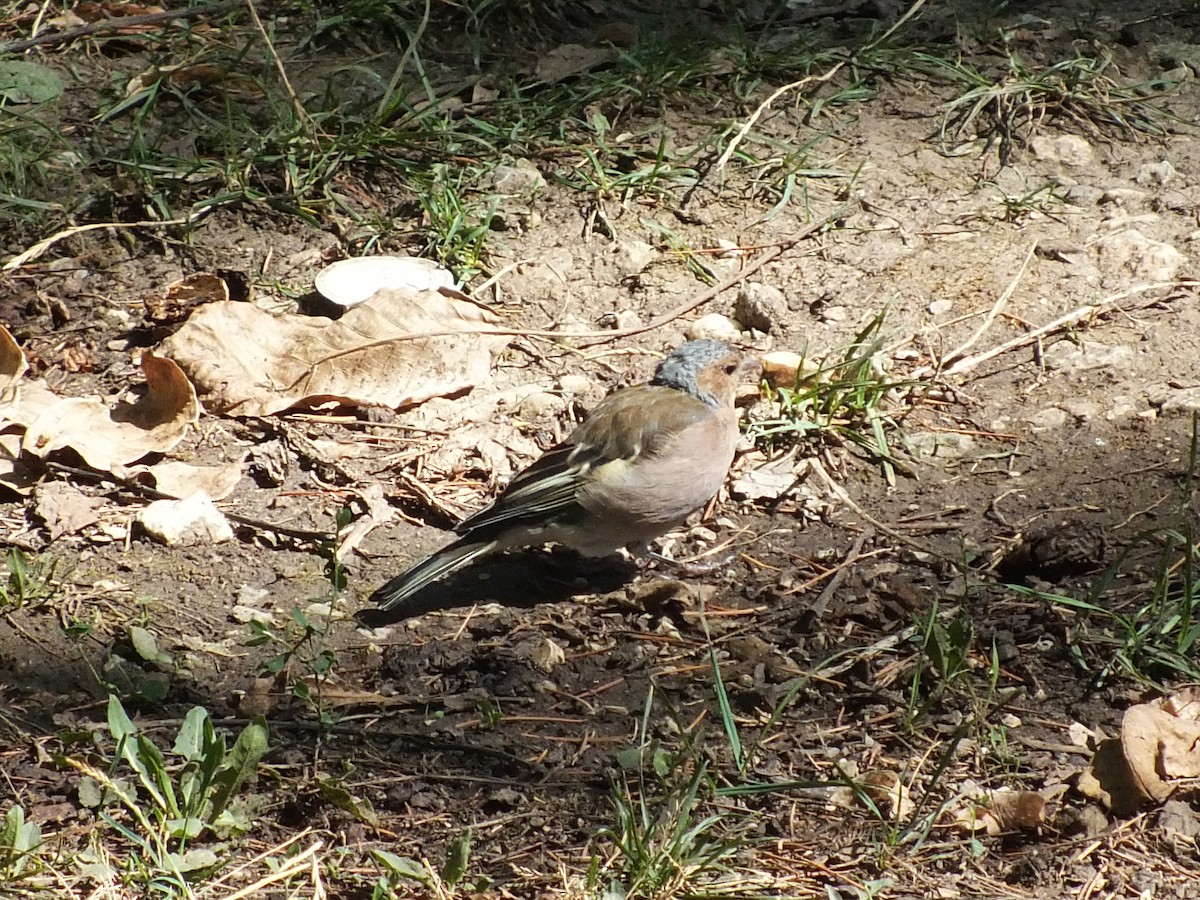 Common Chaffinch - ML641286052