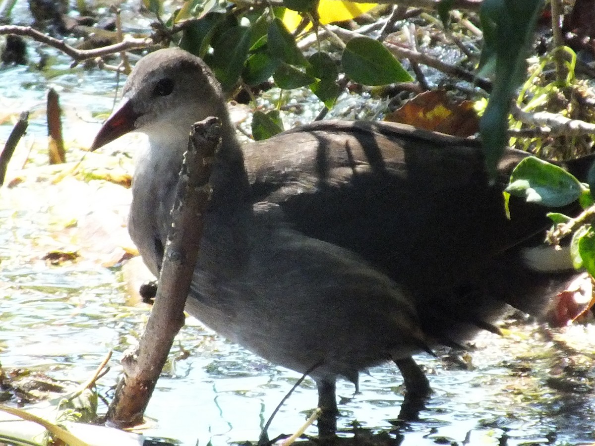 Eurasian Moorhen - ML641286055