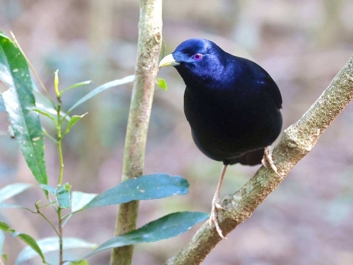 Satin Bowerbird - ML641286056