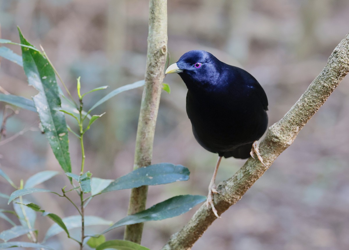 Satin Bowerbird - ML641286057