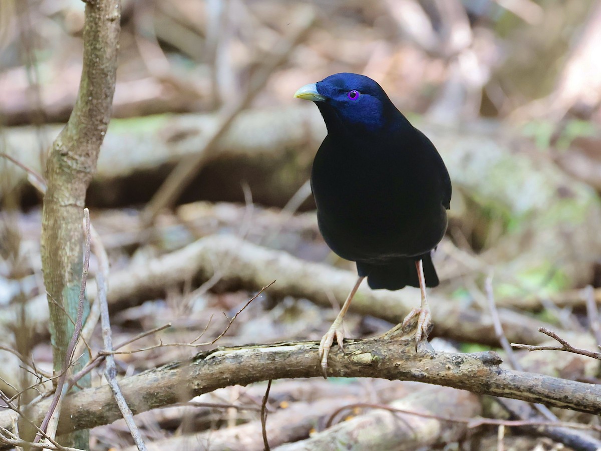 Satin Bowerbird - ML641286058