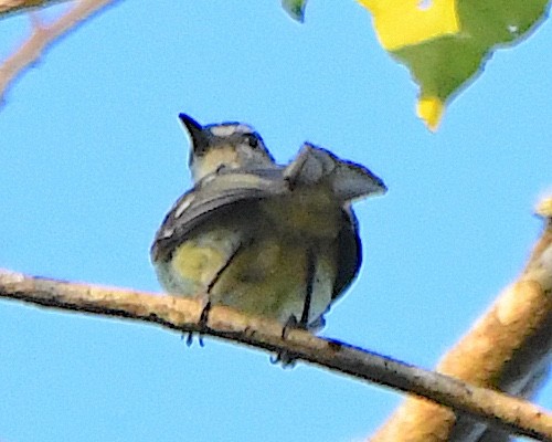 White-lored Tyrannulet - ML641286060