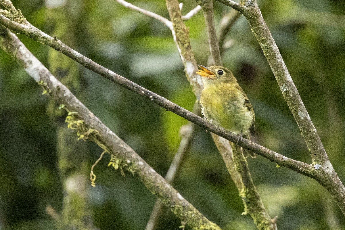 Yellowish Flycatcher - ML641286063