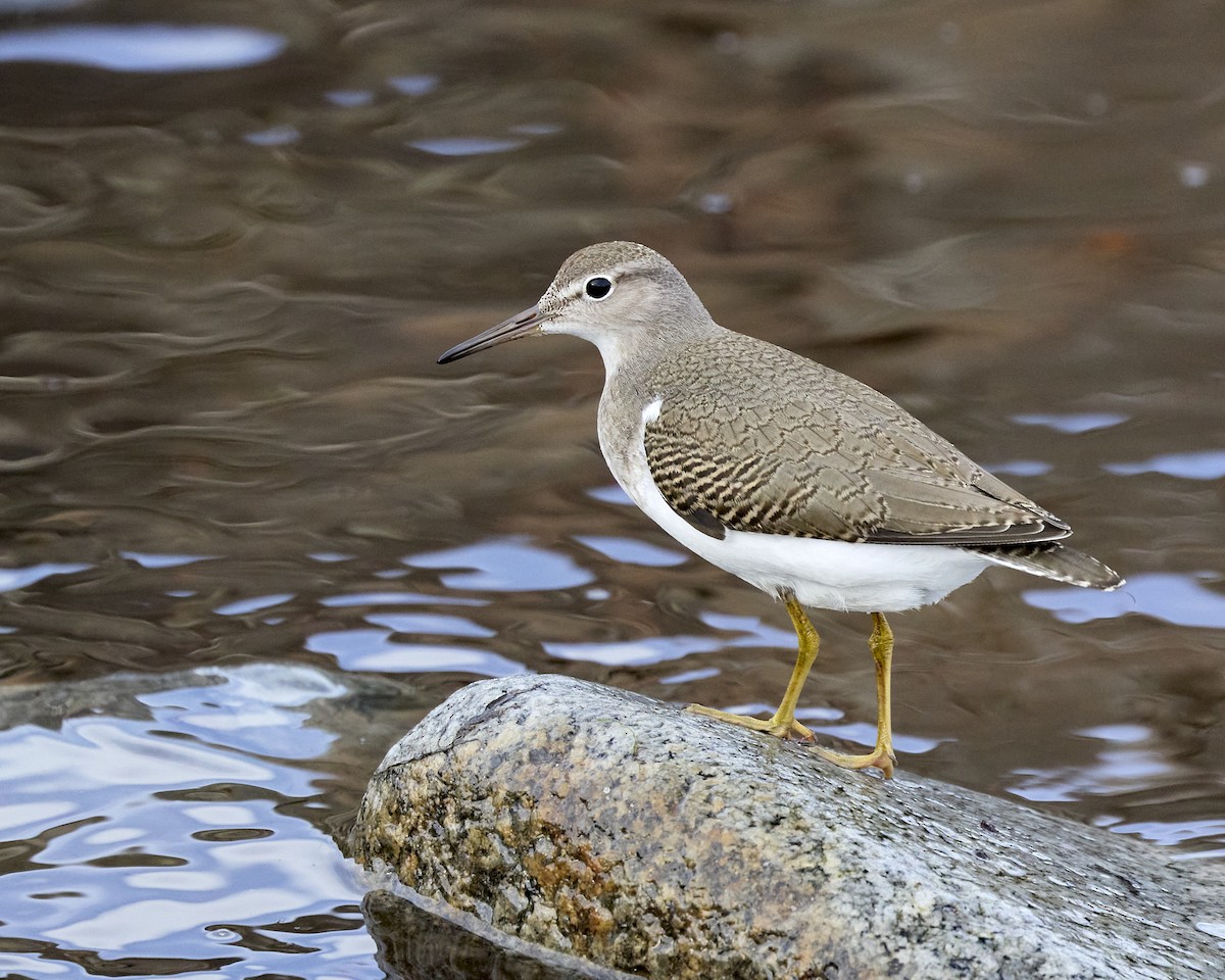 Spotted Sandpiper - ML641286067