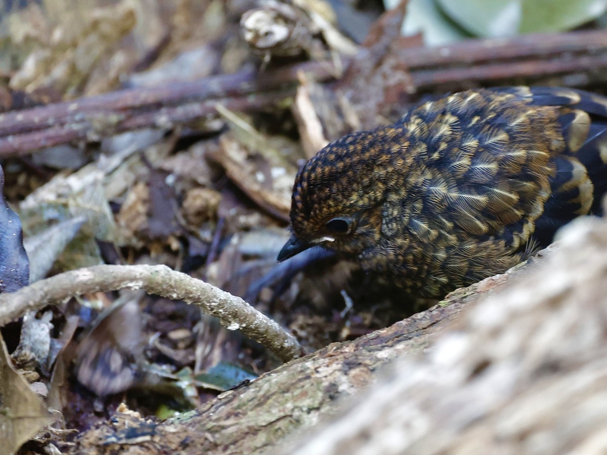 Australian Logrunner - ML641286068