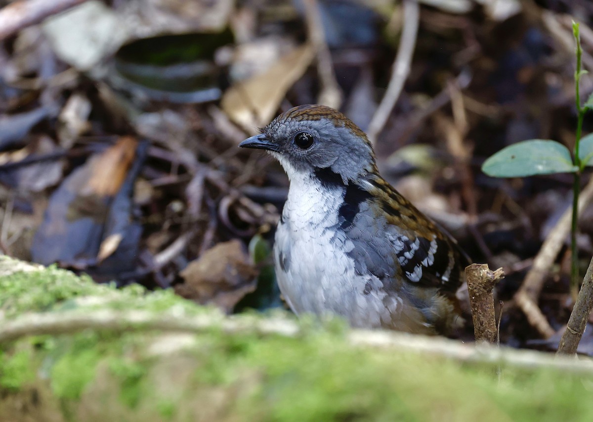 Australian Logrunner - ML641286069