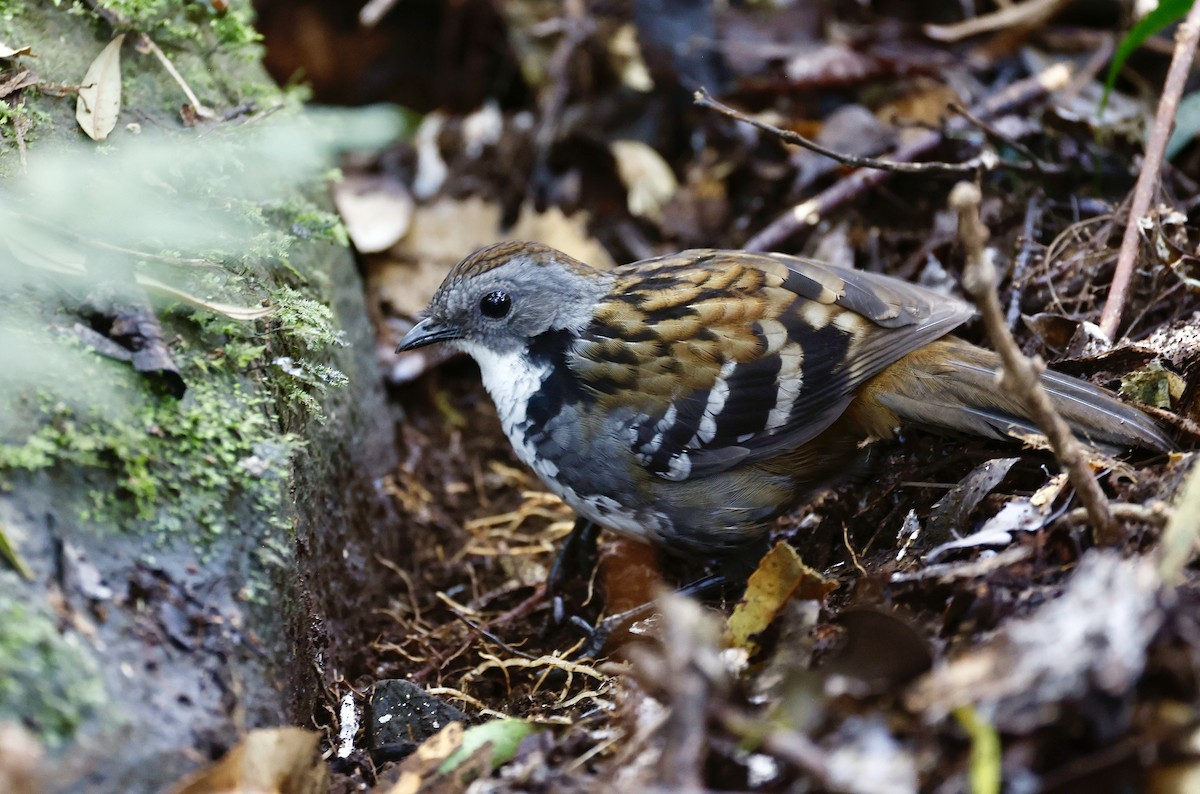 Australian Logrunner - ML641286070