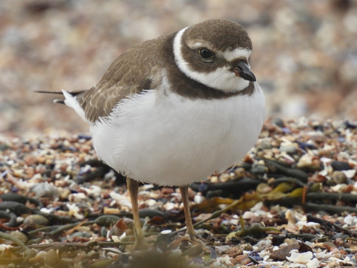 Semipalmated Plover - ML641286071