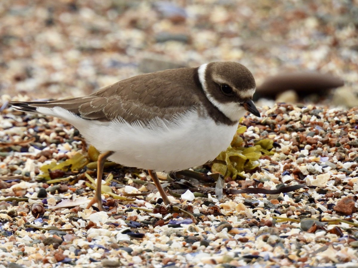 Semipalmated Plover - ML641286073