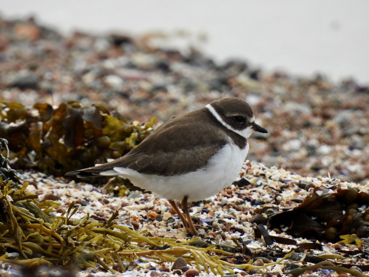 Semipalmated Plover - ML641286074