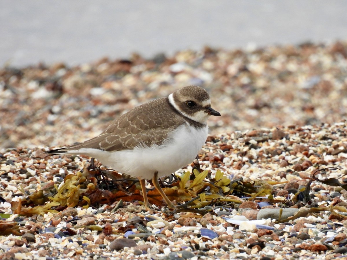 Semipalmated Plover - ML641286075