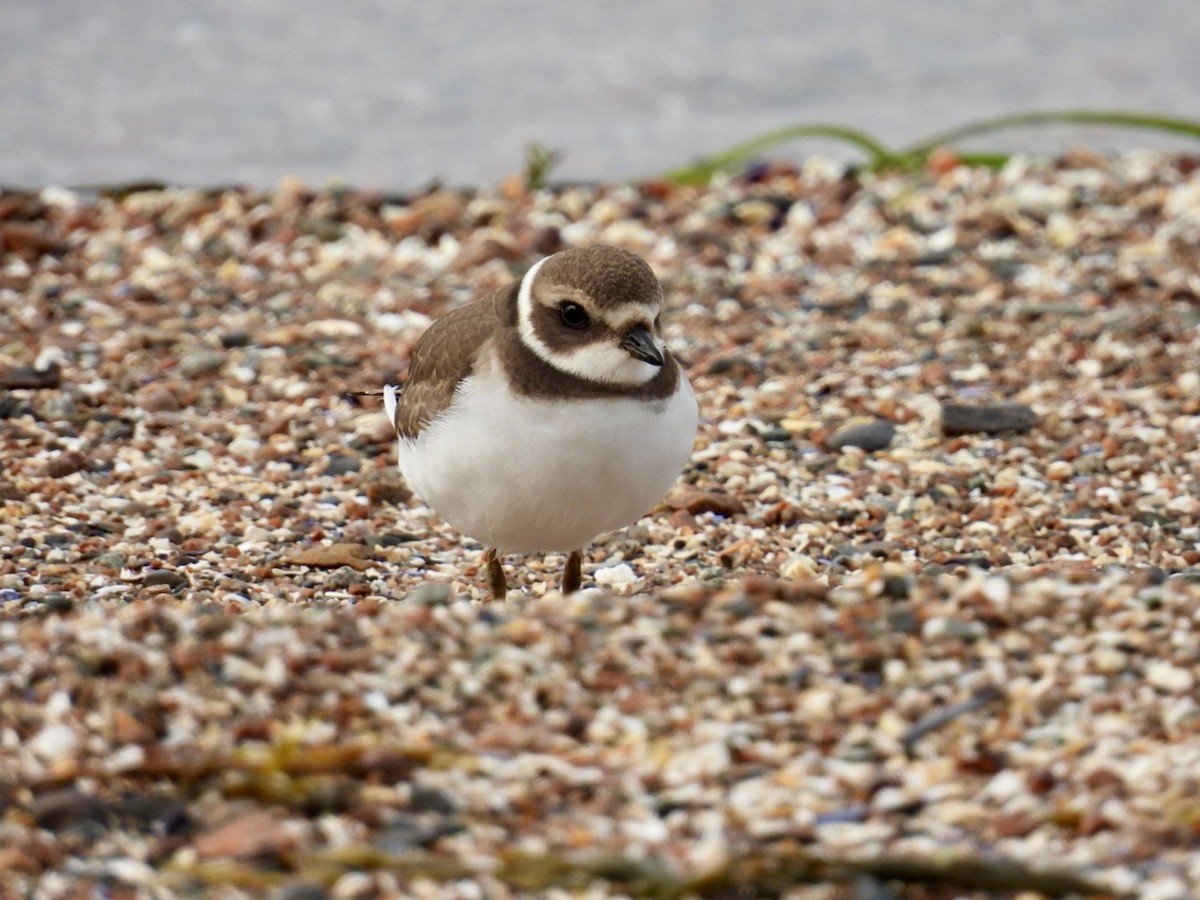Semipalmated Plover - ML641286077