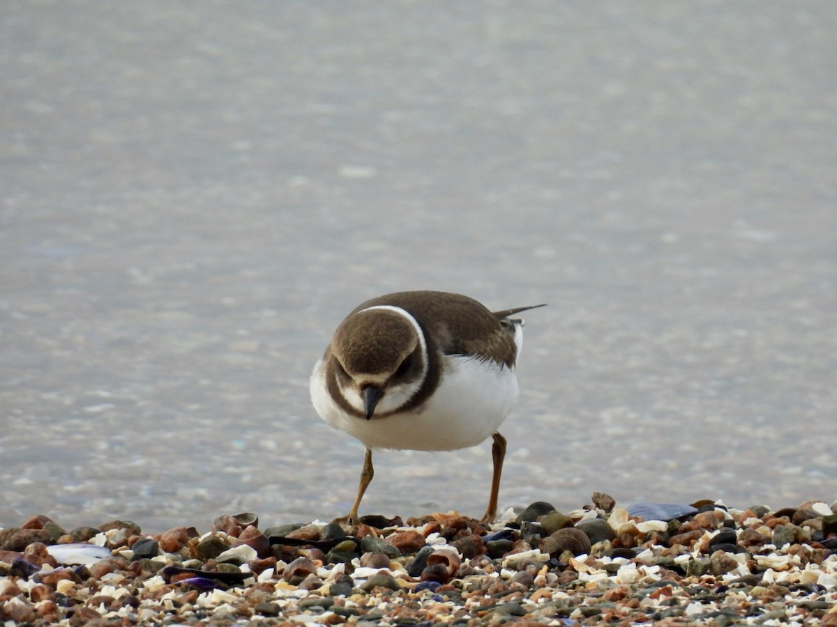 Semipalmated Plover - ML641286078