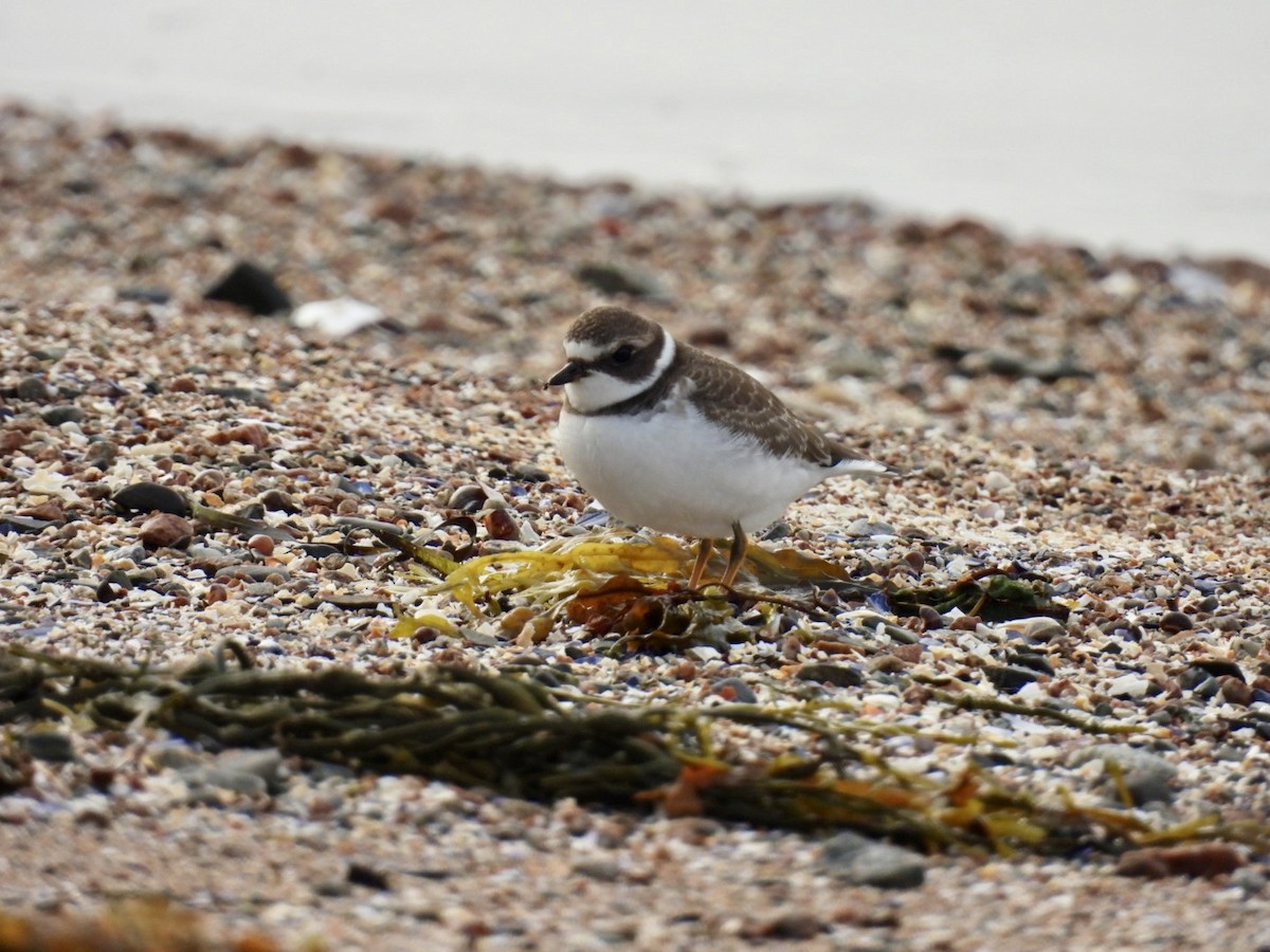 Semipalmated Plover - ML641286079