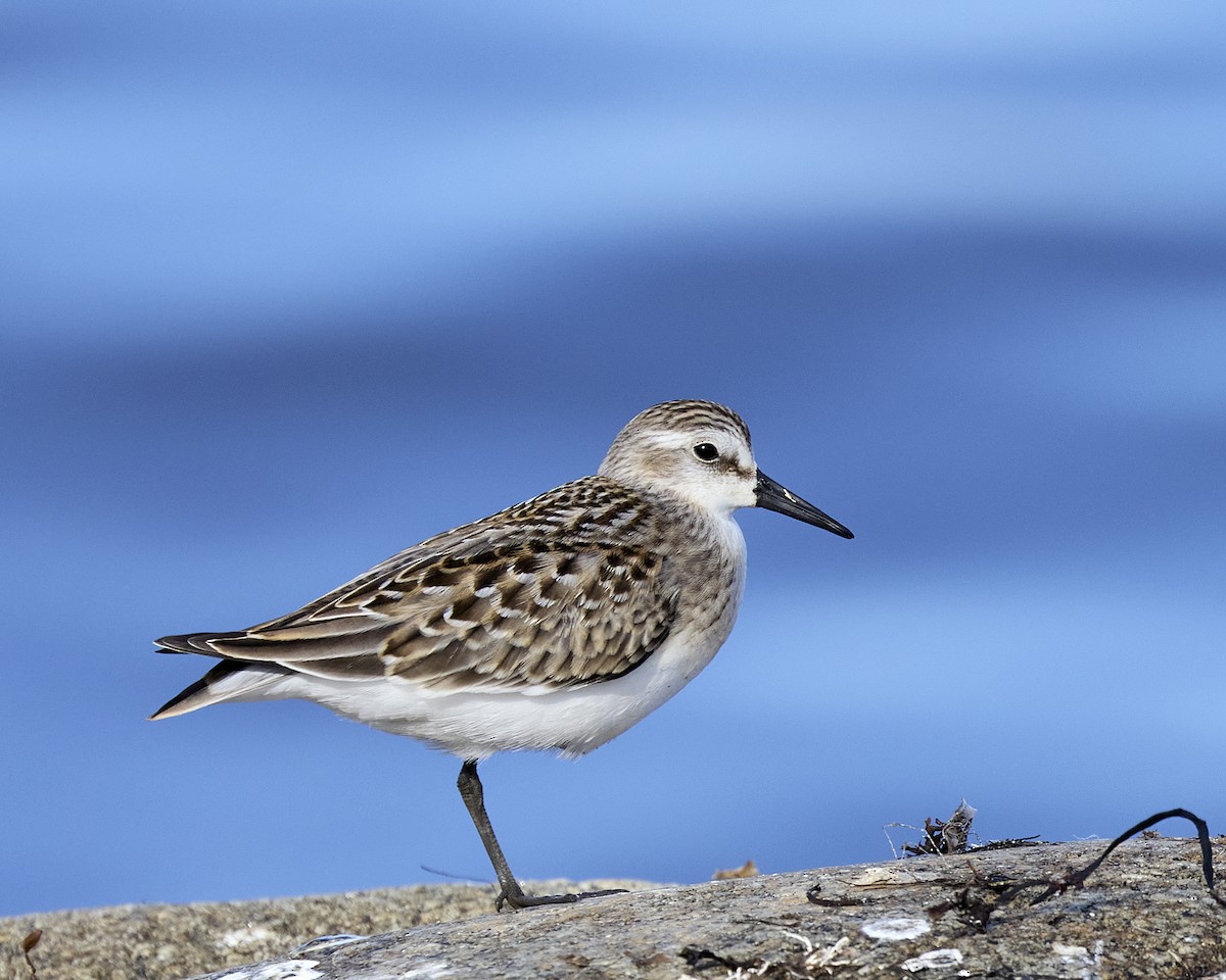 Semipalmated Sandpiper - ML641286083