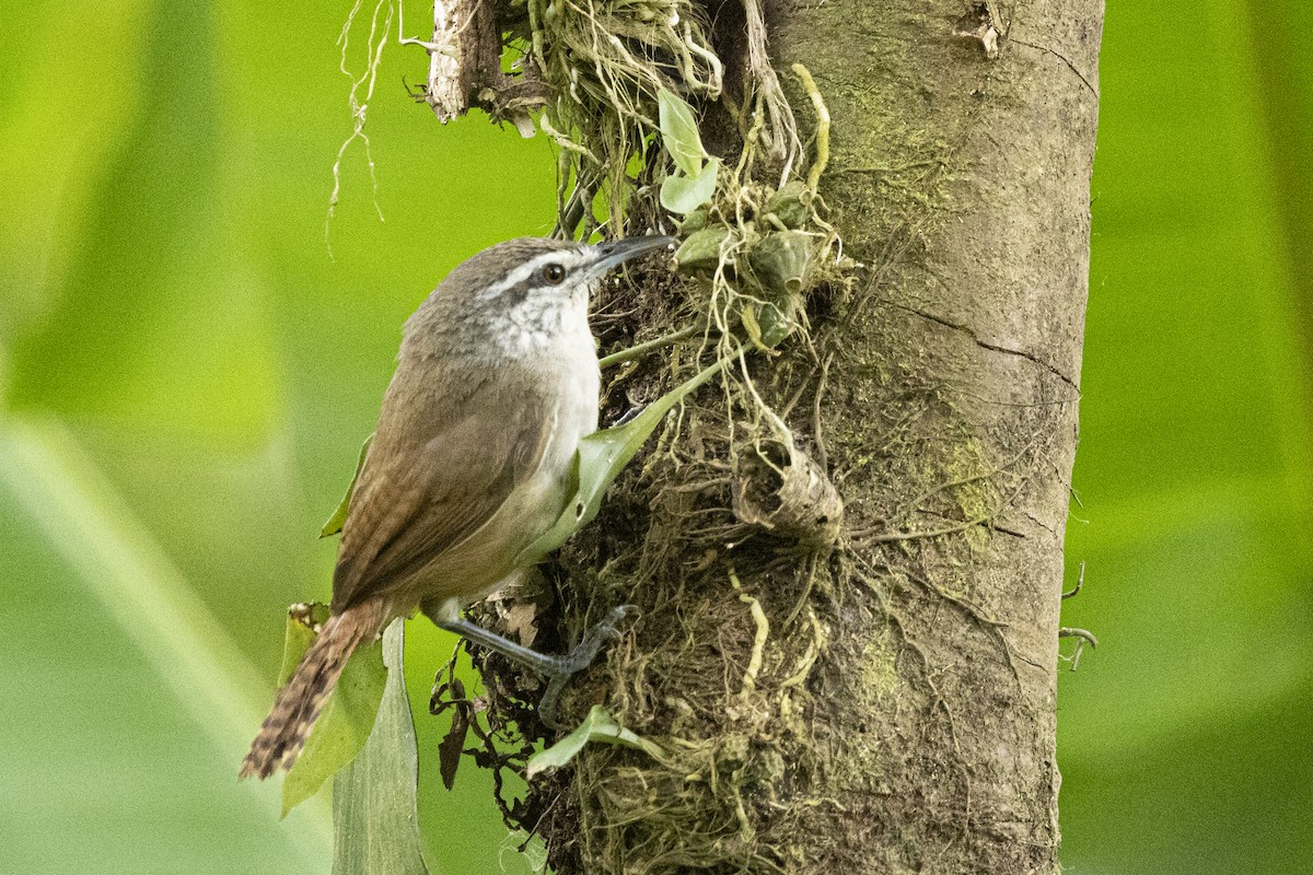 Cabanis's Wren - ML641286096
