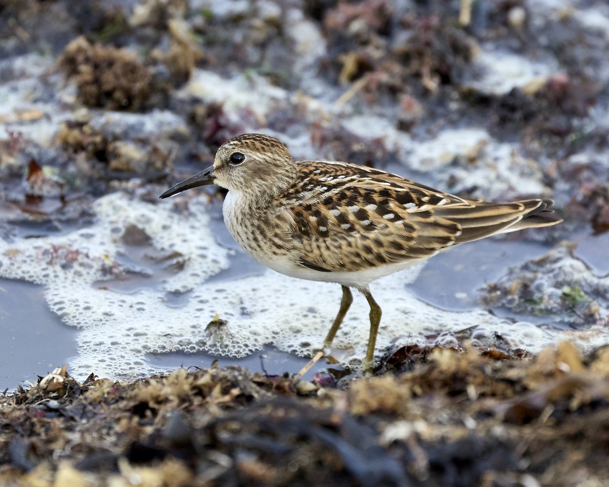 Least Sandpiper - ML641286108