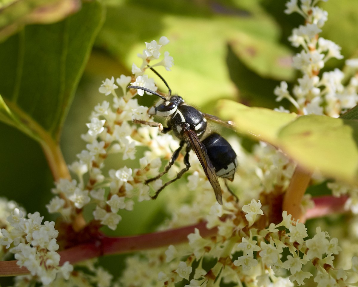 Bald-faced Hornet - ML641286120