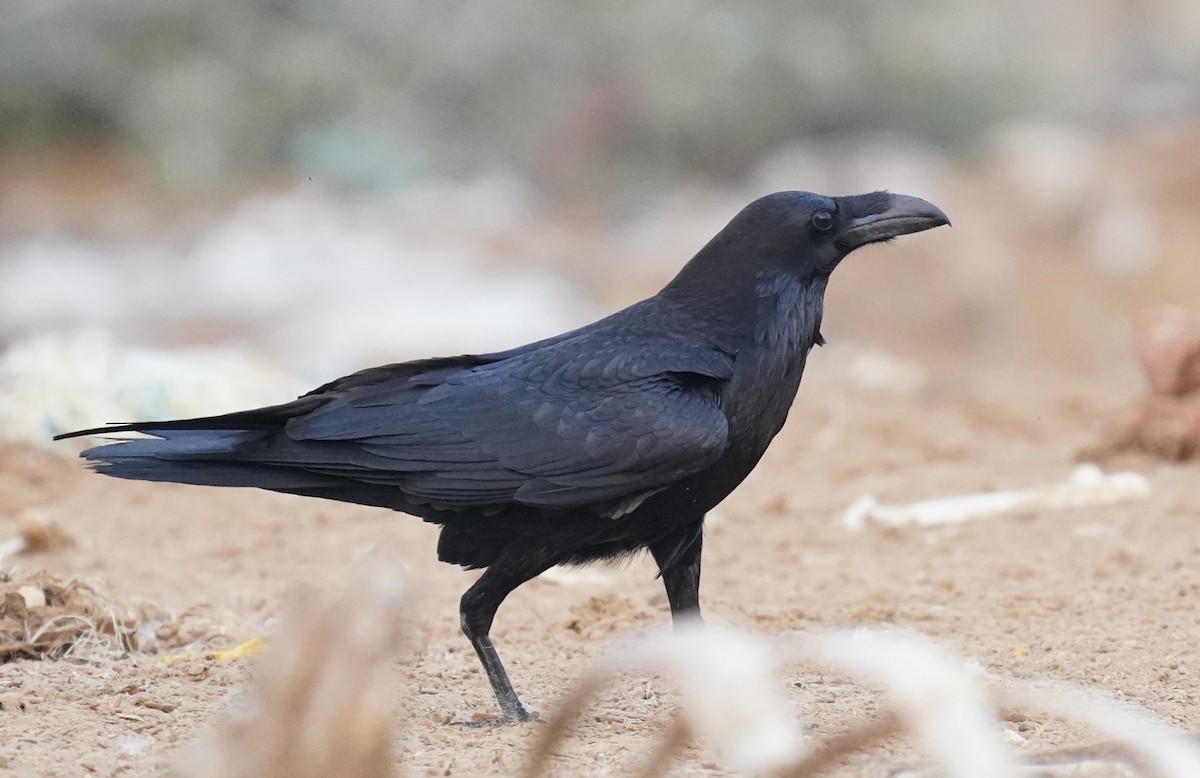 עורב שחור - ML641286141