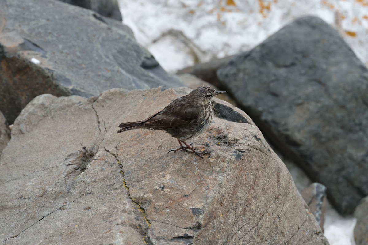 Rock Pipit - ML641286144