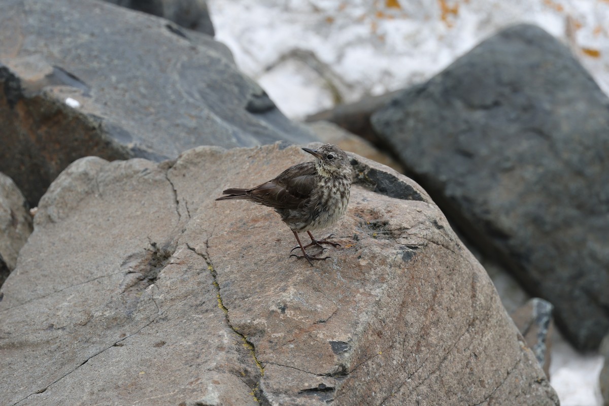 Rock Pipit - ML641286145