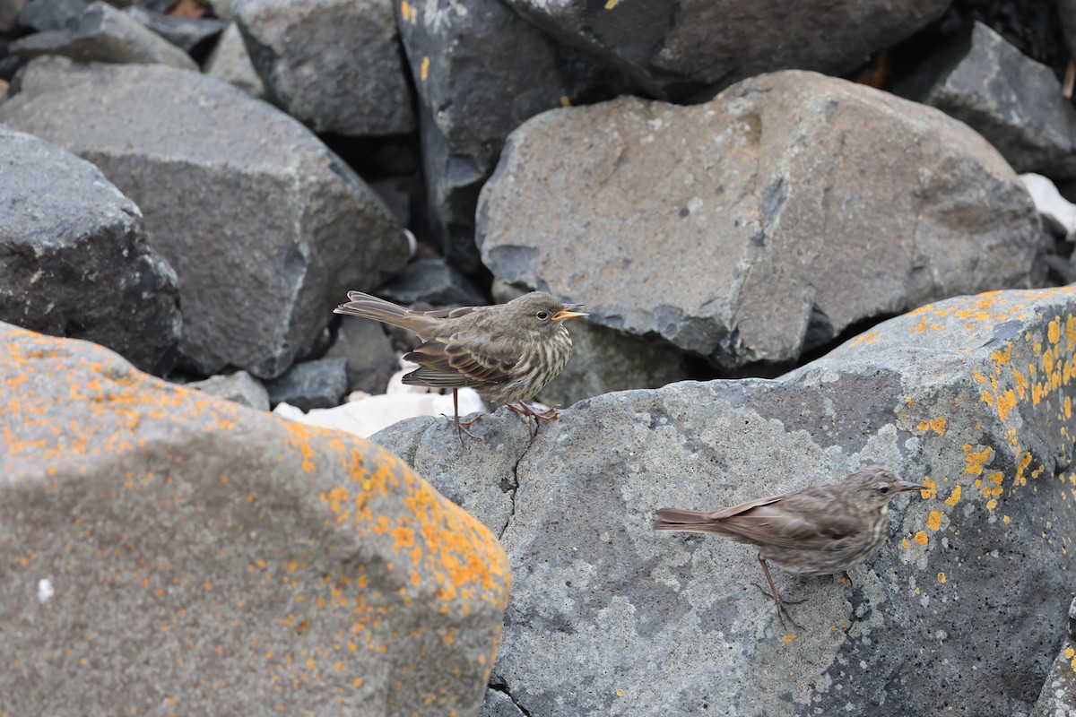 Rock Pipit - ML641286146