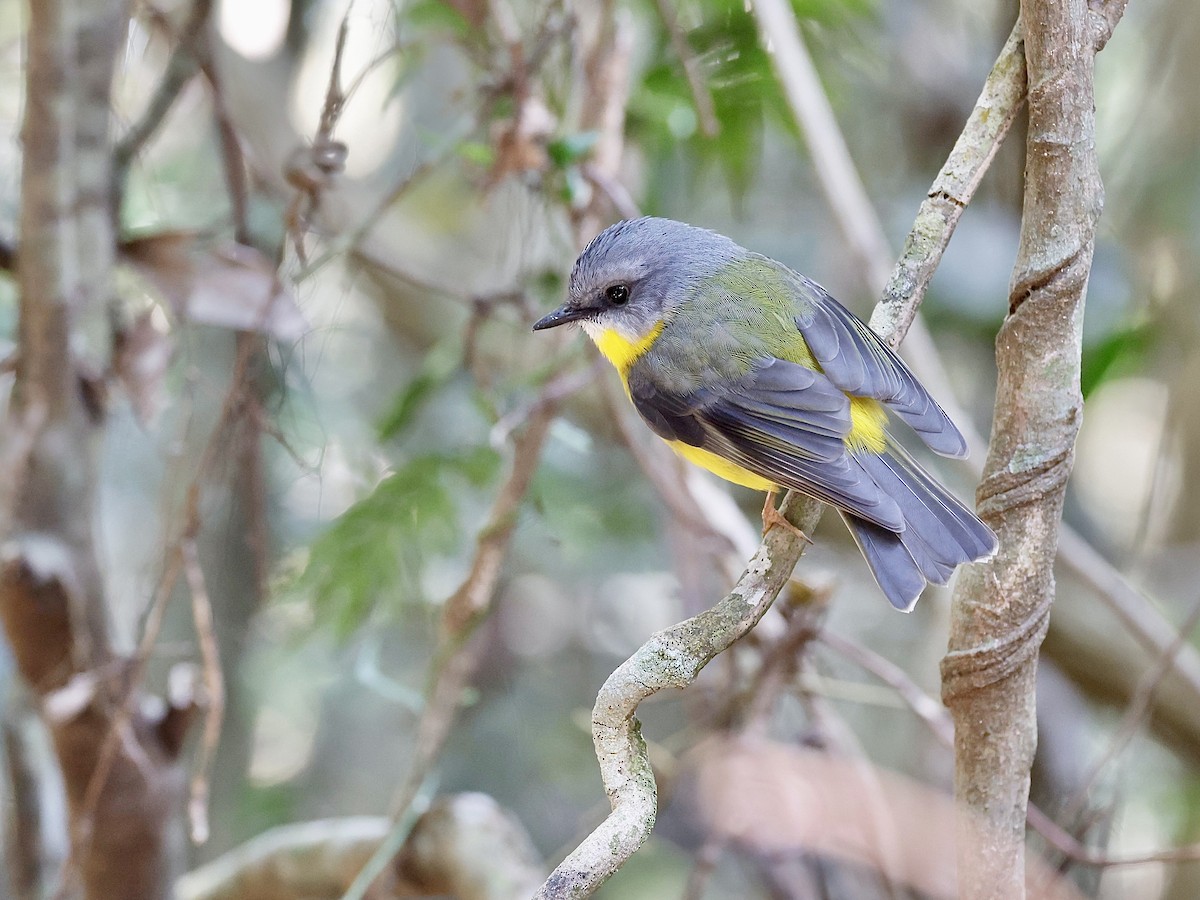 Eastern Yellow Robin - ML641286152