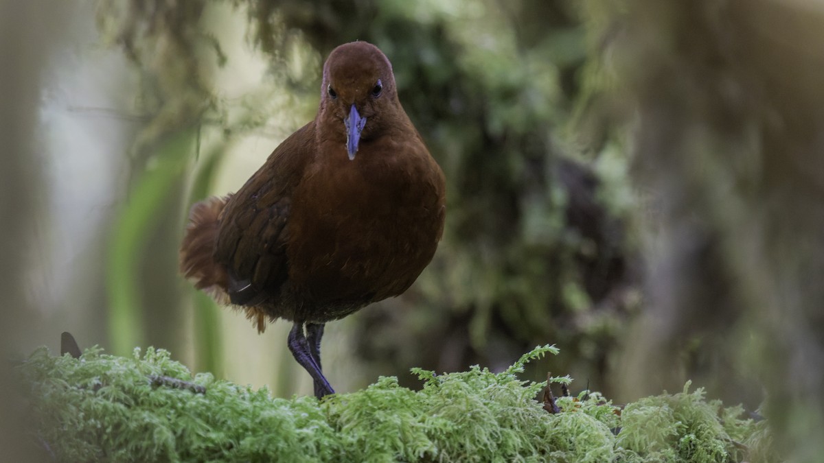 Chestnut Forest Rail - ML641286162