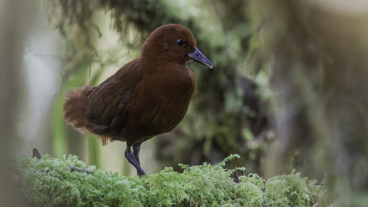 Chestnut Forest Rail - ML641286163