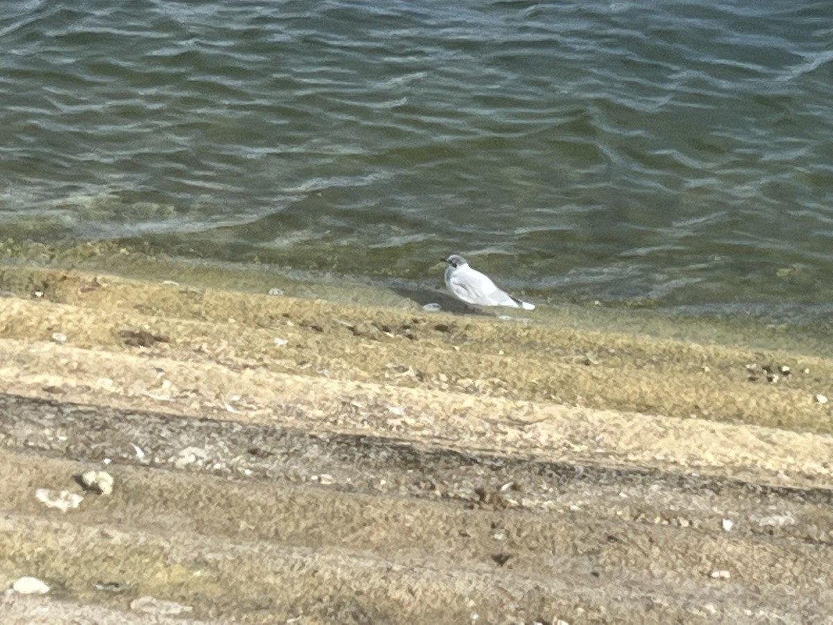 Little Gull - ML641286164