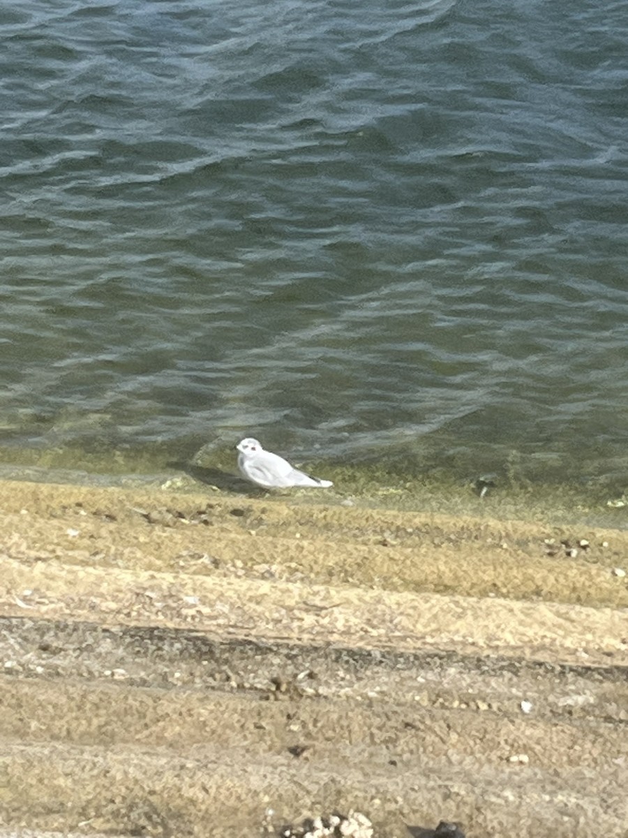 Little Gull - ML641286169