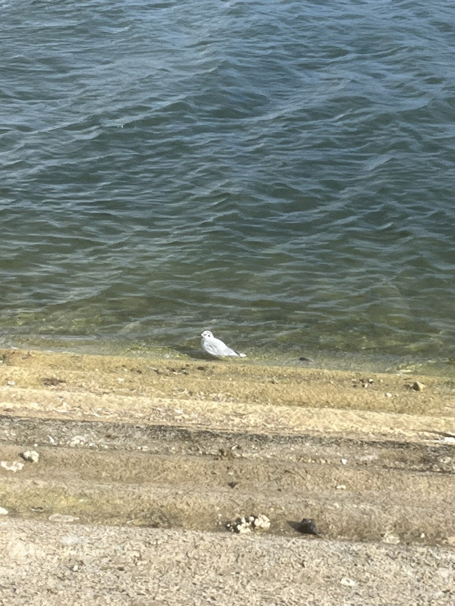 Little Gull - ML641286170