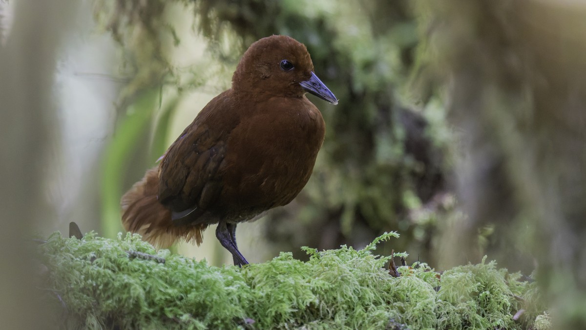 Chestnut Forest Rail - ML641286171