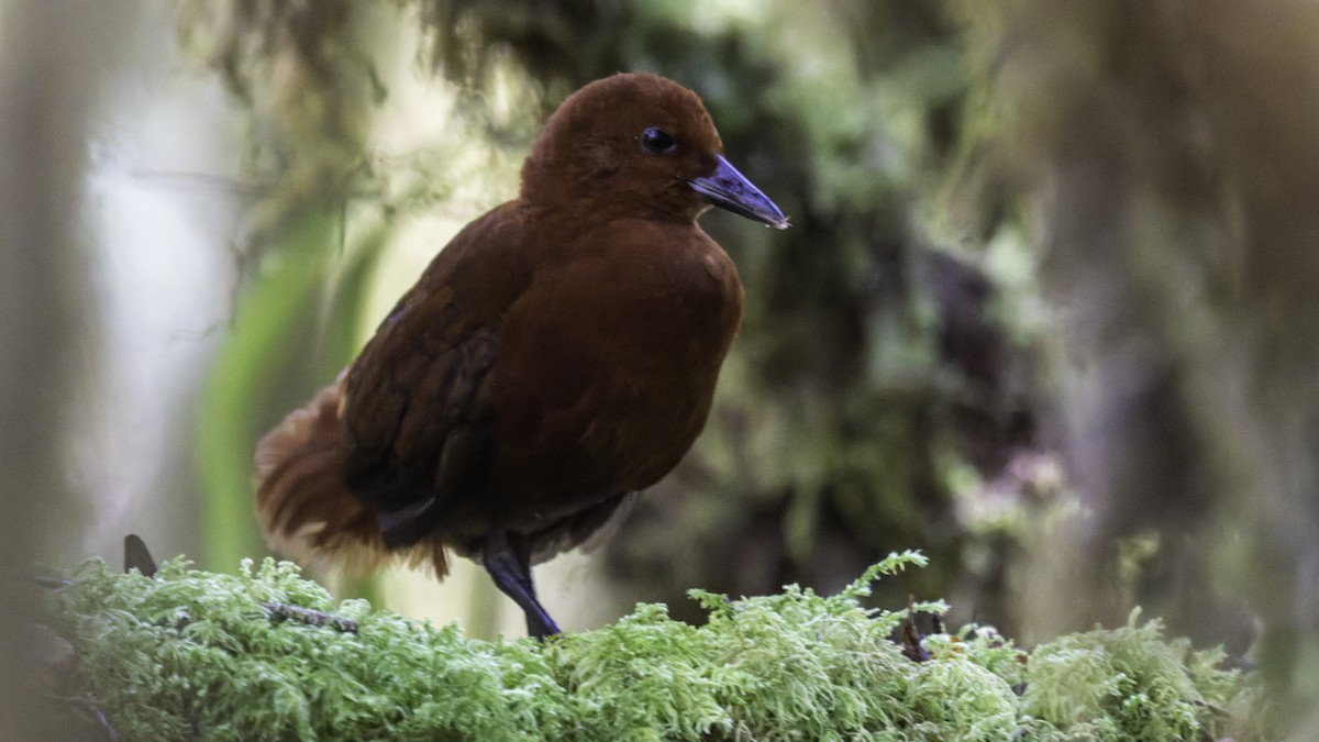 Chestnut Forest Rail - ML641286177