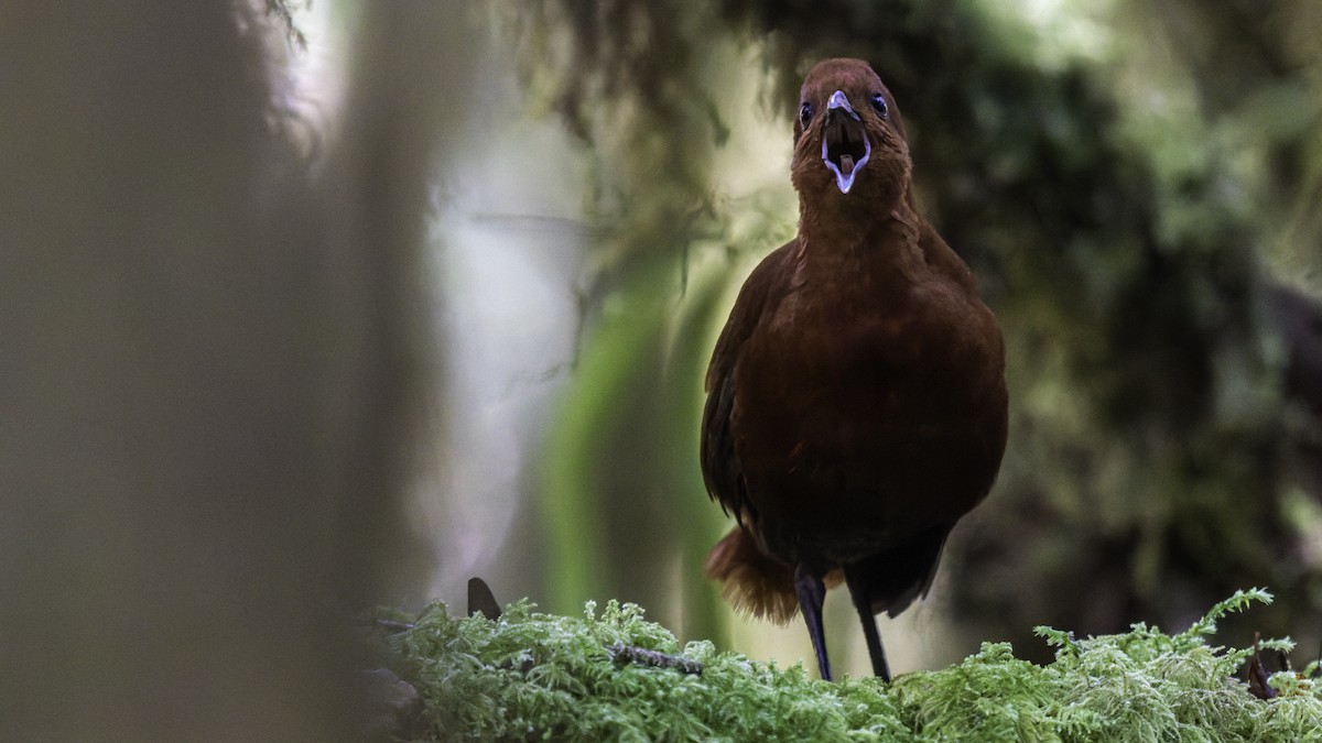 Chestnut Forest Rail - ML641286179
