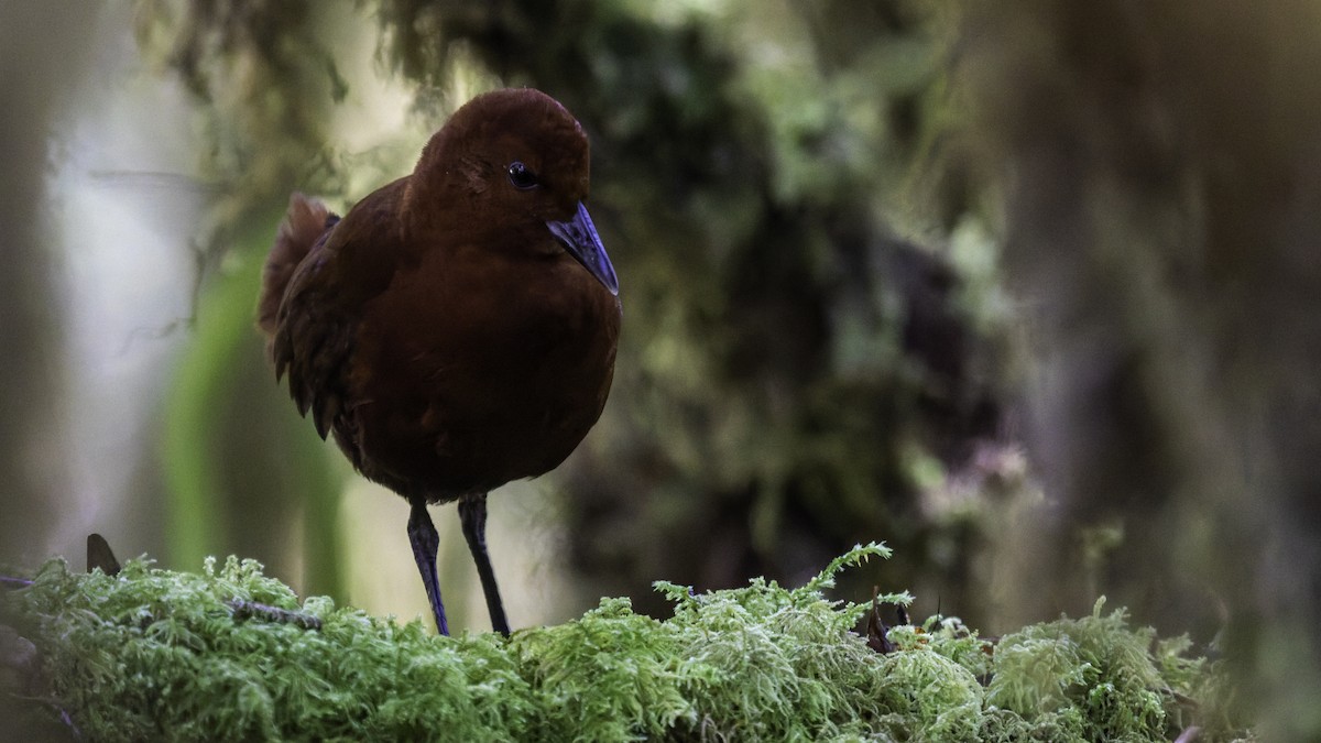 Chestnut Forest Rail - ML641286182