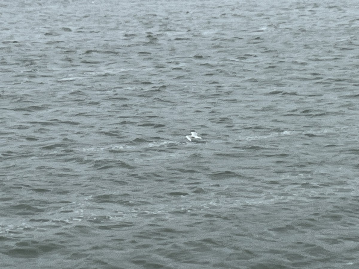 Black-headed Gull - ML641286185