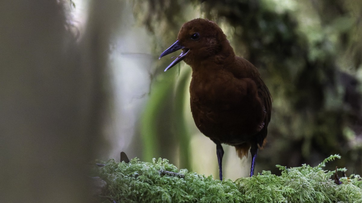 Chestnut Forest Rail - ML641286186