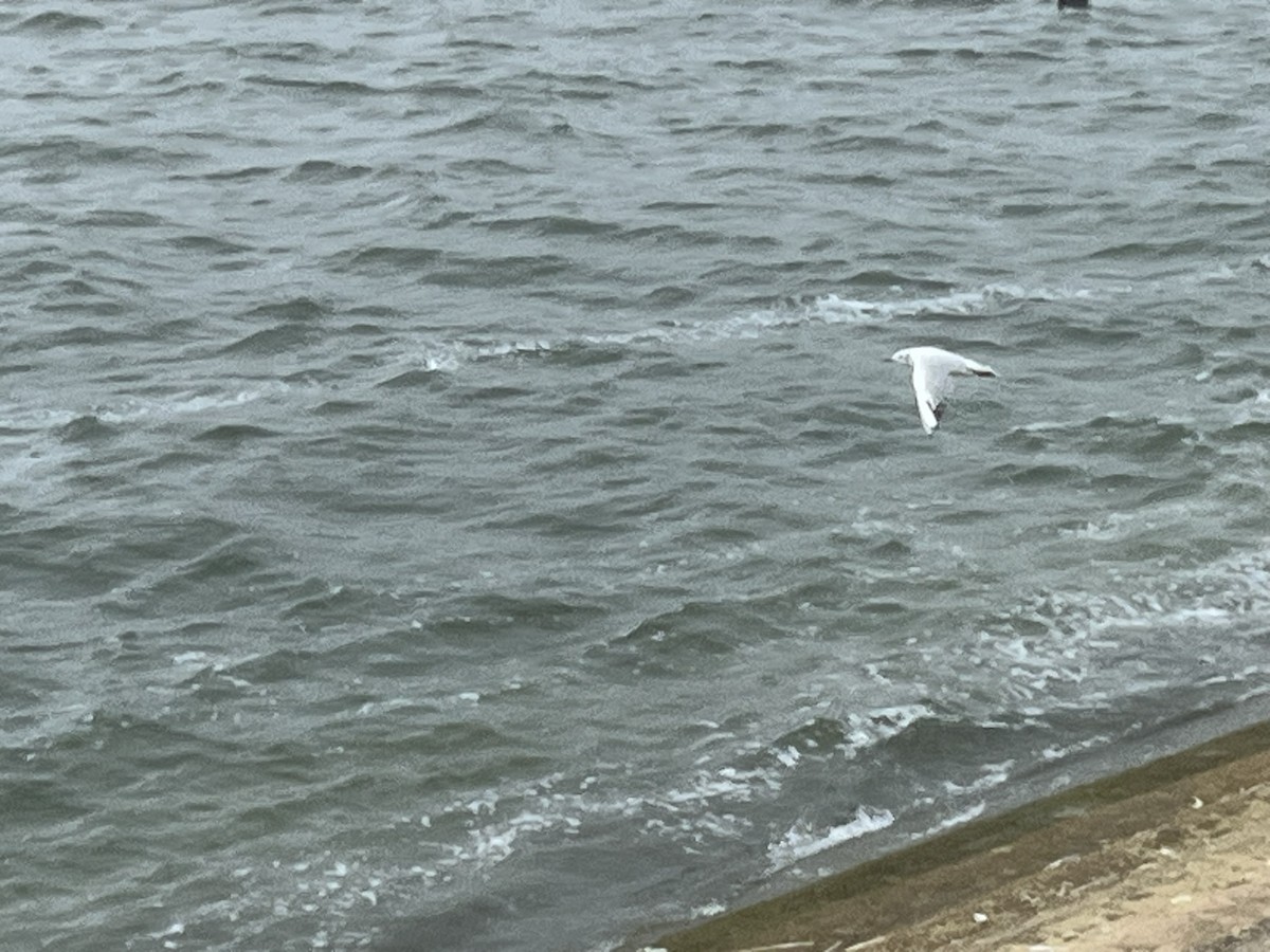 Black-headed Gull - ML641286188