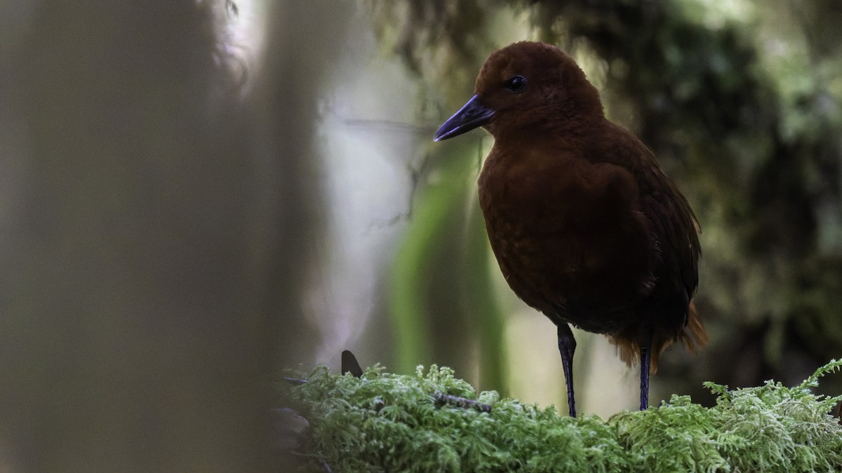 Chestnut Forest Rail - ML641286192