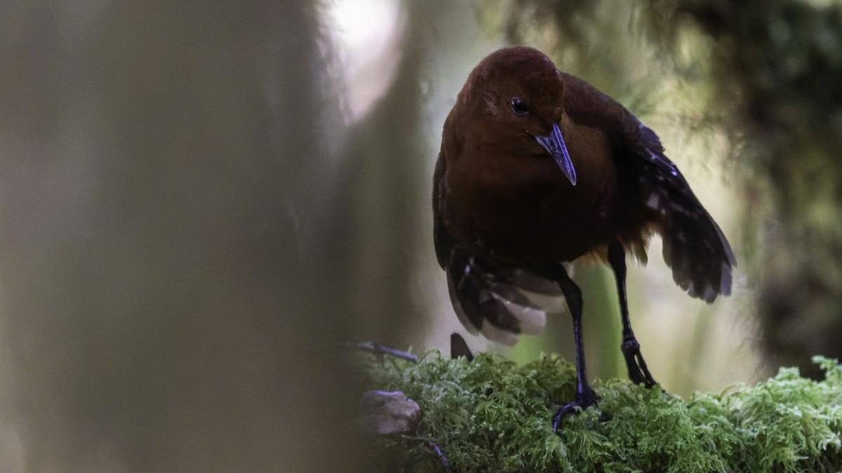 Chestnut Forest Rail - ML641286207