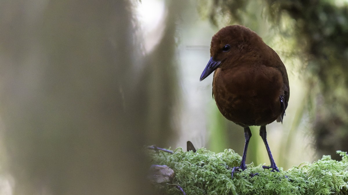 Chestnut Forest Rail - ML641286209