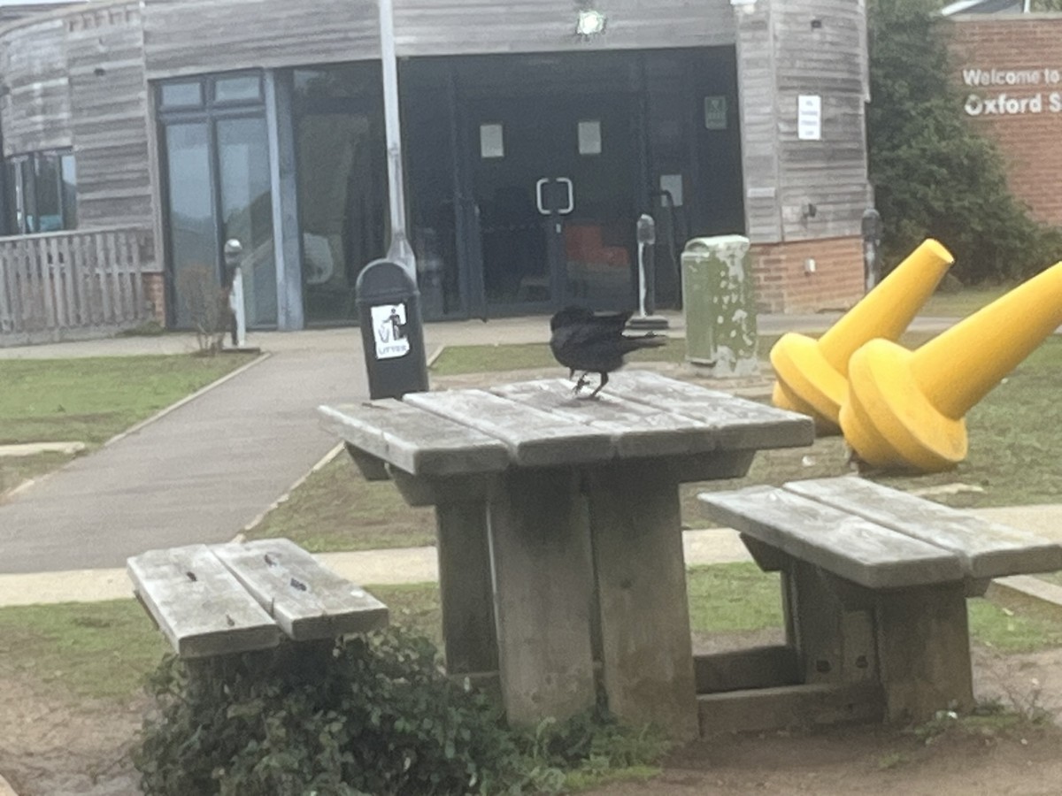 Carrion Crow - ML641286210