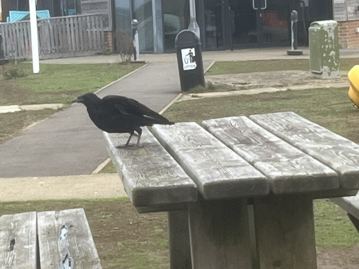 Carrion Crow - ML641286214